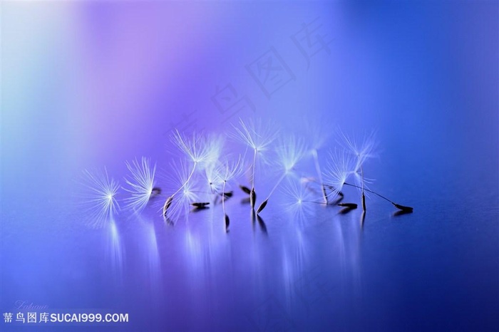 高清唯美蒲公英鲜花图片