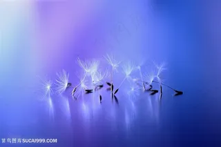 高清唯美蒲公英鲜花图片