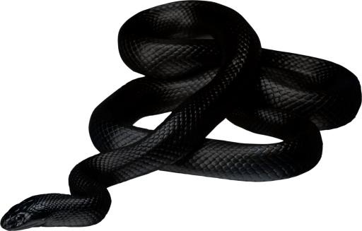 蟒蛇 PNG(1024x654)