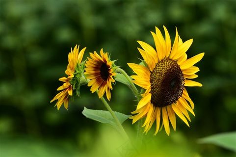 高清向日葵鲜花图片