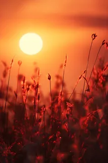 落日枝叶露珠意境晚霞背景