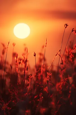 落日枝叶露珠意境晚霞背景