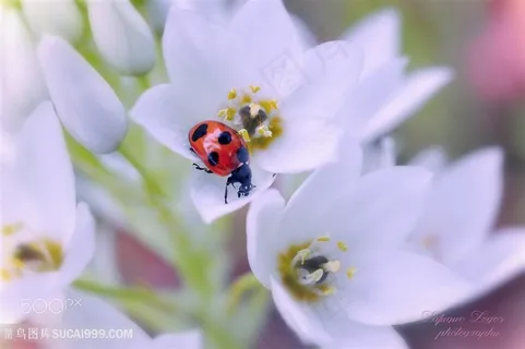 高清唯美瓢虫鲜花摄影图片