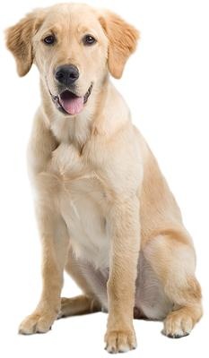 拉布拉多犬 PNG免抠(233x400)