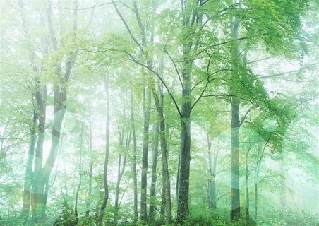 高清树林素材图片