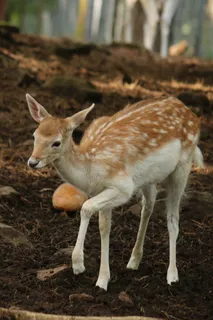 鹿野生梅花鹿动物园设计素材