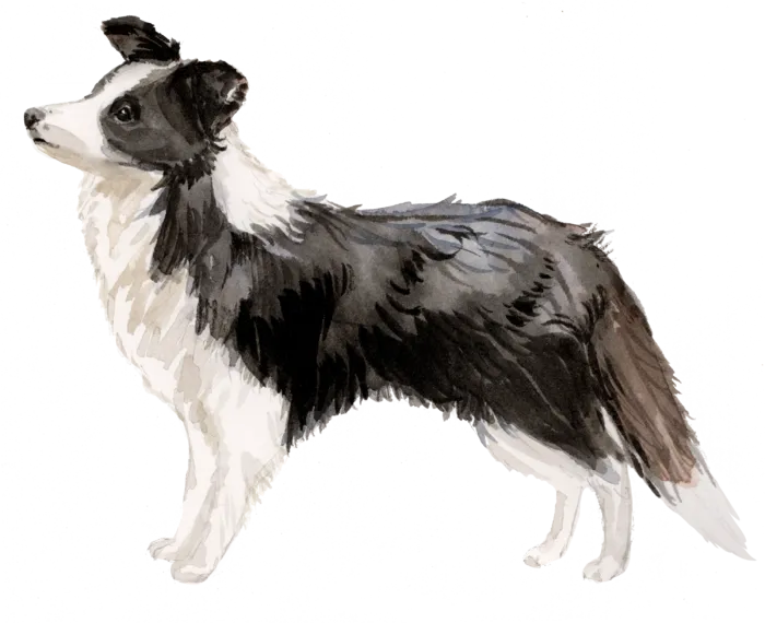 狗狗水彩画插画免扣素材可爱宠物狗