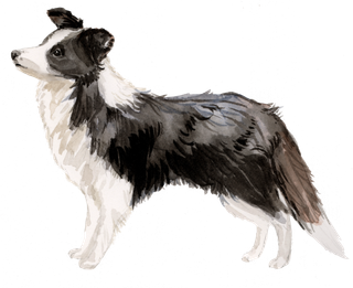 狗狗水彩画插画免扣素材可爱宠物狗