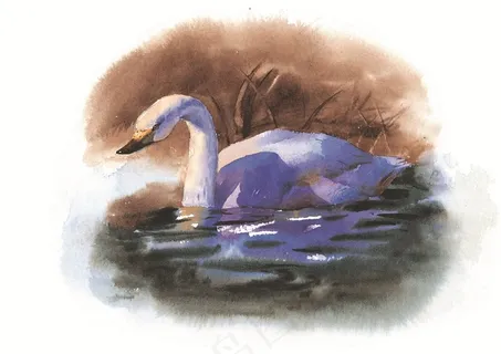 水里的白鹅彩绘素材