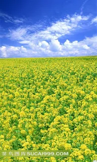 油菜花田地影楼背景