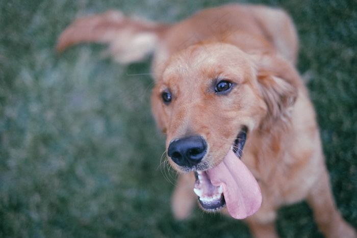 家养金毛犬图片