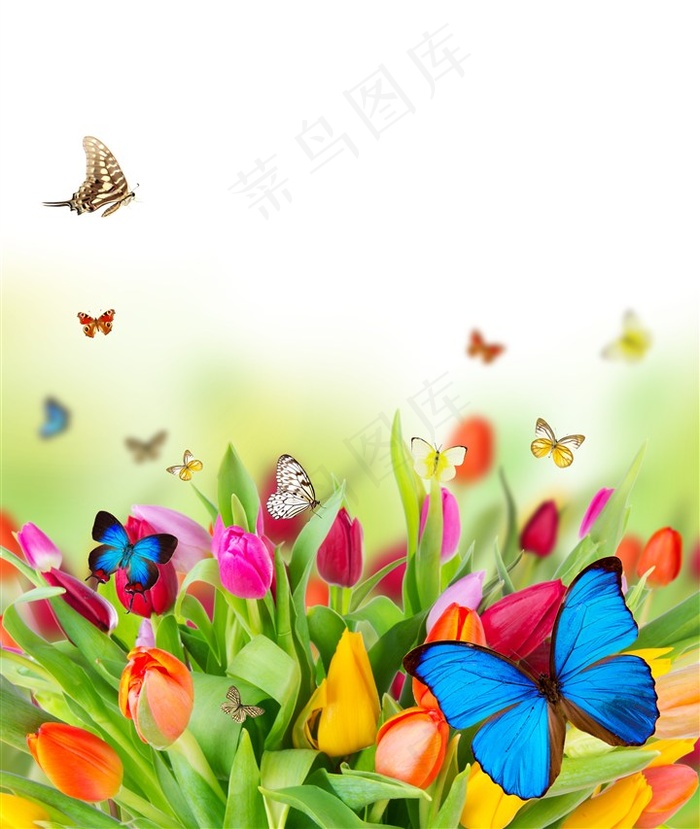 蝴蝶和鲜花美景