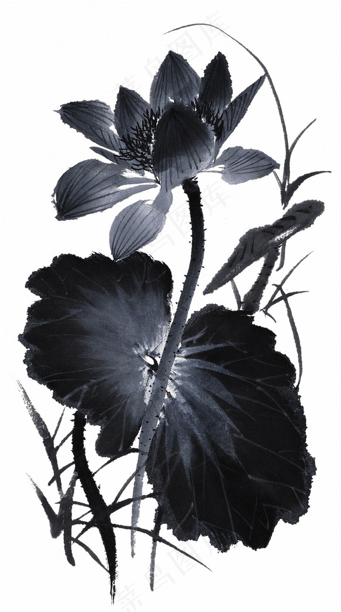 国画水墨荷花图片素材