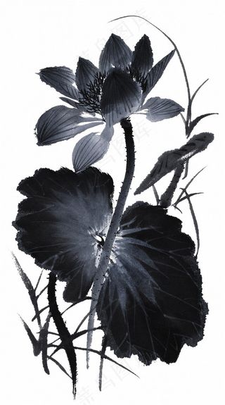 国画水墨荷花图片素材