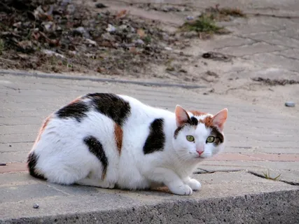 趴在地上的呆萌猫图片 趴在地上的呆萌猫图片