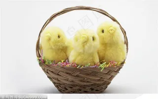 编织竹篮里的三只玩具小鸡