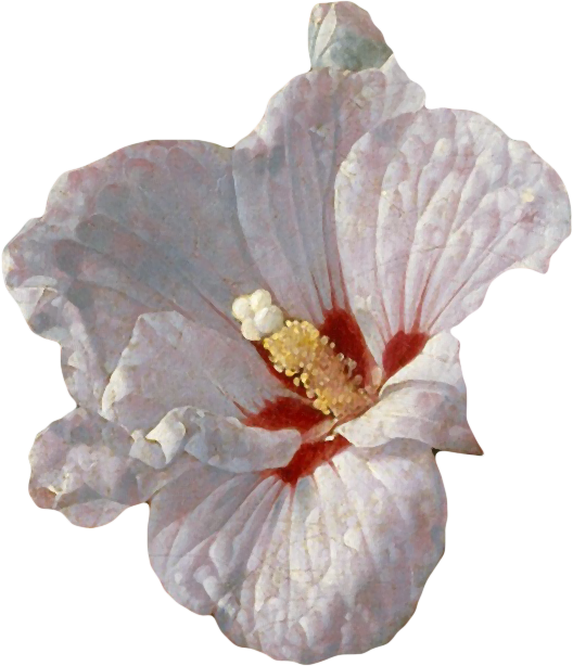 复古油画质感宫廷花卉植物花朵鲜花拼贴图案PNG免抠图片设计素材