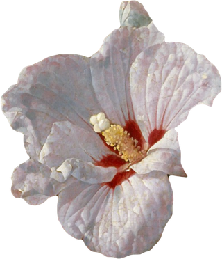 复古油画质感宫廷花卉植物花朵鲜花拼贴图案PNG免抠图片设计素材