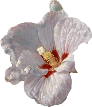 复古油画质感宫廷花卉植物花朵鲜花拼贴图案PNG免抠图片设计素材