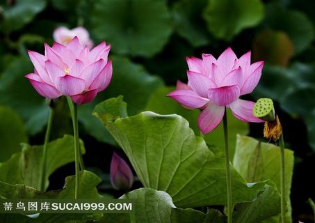 两朵美艳荷花图片