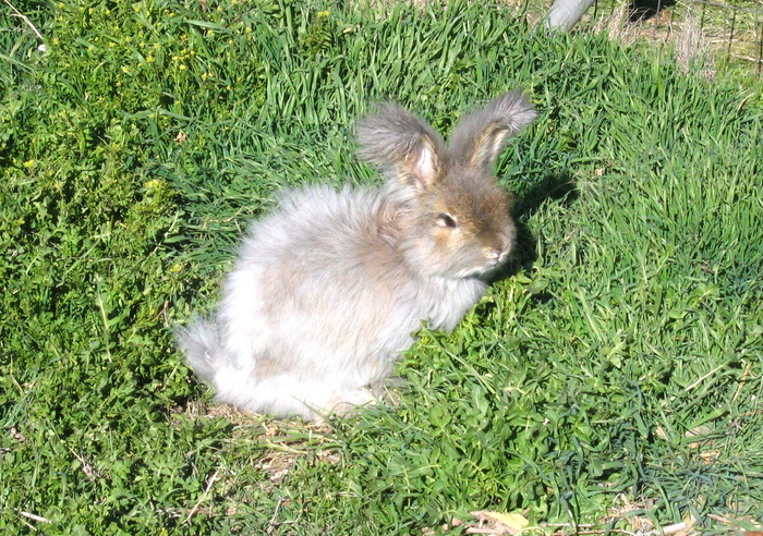 高清可爱兔子图片下载