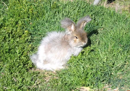 高清可爱兔子图片下载