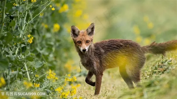 野生狐狸图片