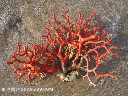 海底红珊瑚图片 海底红珊瑚图片