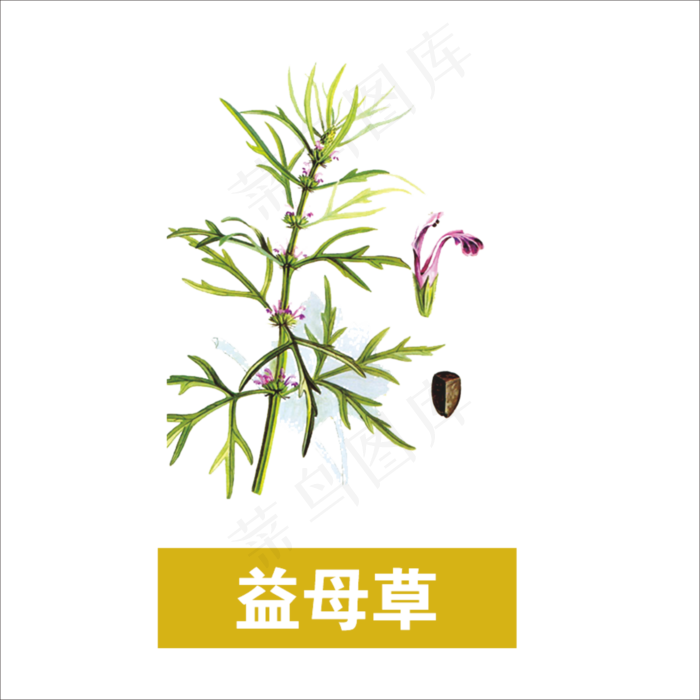 手绘草本中药药材益母草