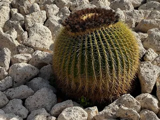 绿色仙人掌仙人球摄影素材