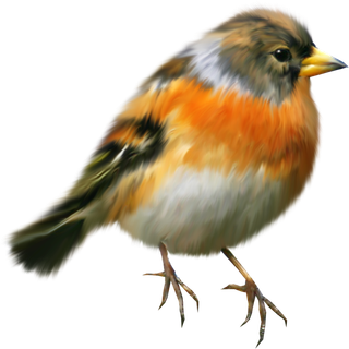 简约风手绘素描动画小鸟鸟儿免扣PNG图片素材 (3)