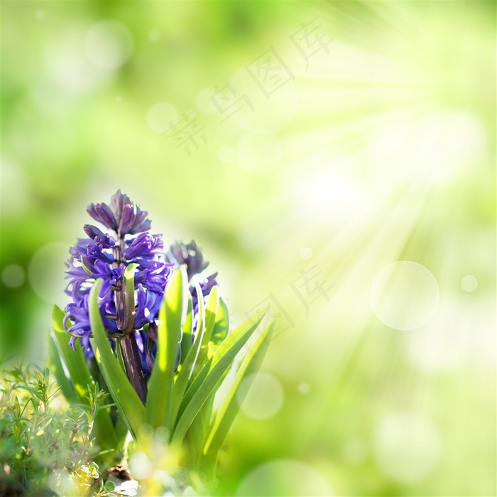 美丽的紫色花朵鲜花图片