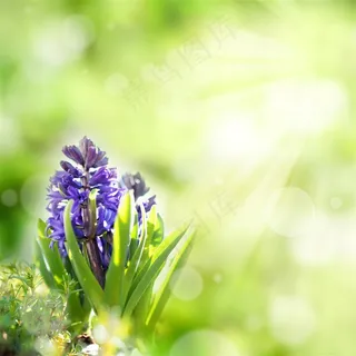 美丽的紫色花朵鲜花图片