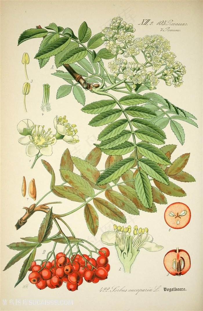 唯美花卉水彩果实装饰画插画