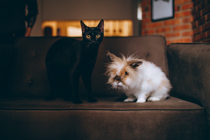 可爱猫咪猫猫摄影素材