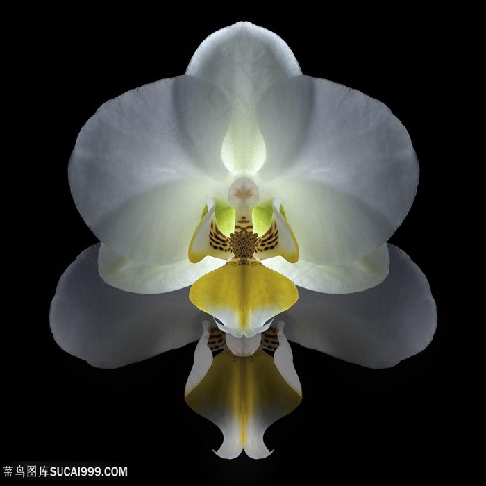 超高清洁白鲜花图片