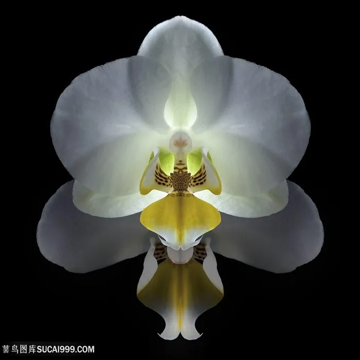 超高清洁白鲜花图片