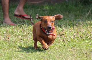 腊肠犬图片大全