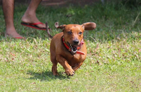 腊肠犬图片大全 腊肠犬图片大全