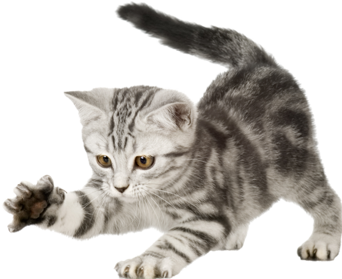 猫咪狸花猫