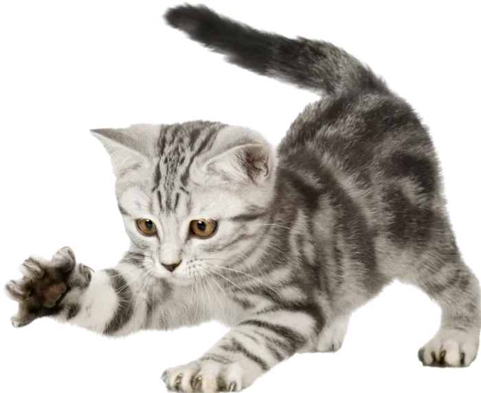 猫咪狸花猫