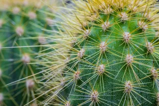 绿色仙人掌仙人球摄影素材