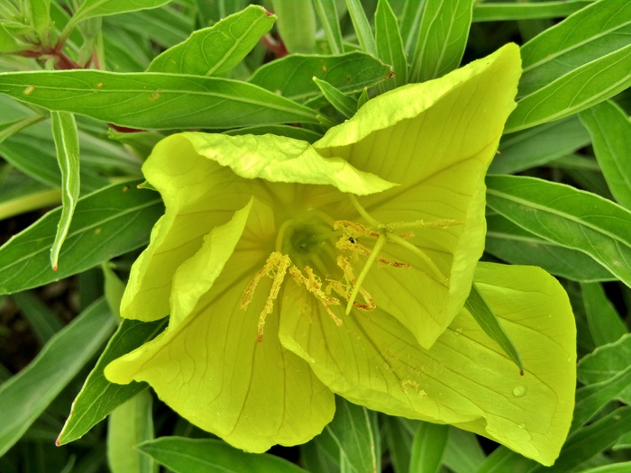 黄色月见草花朵图片