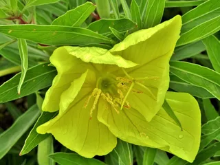 黄色月见草花朵图片