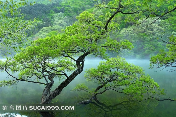 意境——树高清图片