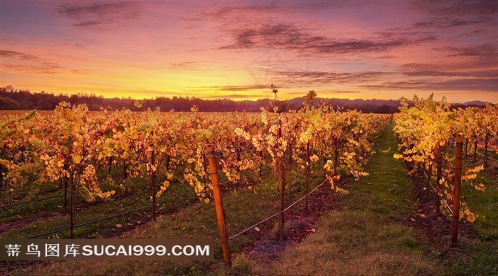 夕阳下的葡萄园美景