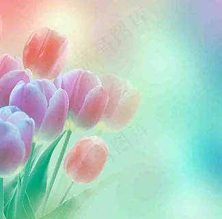 彩色简约鲜花花束郁金香渐变花朵