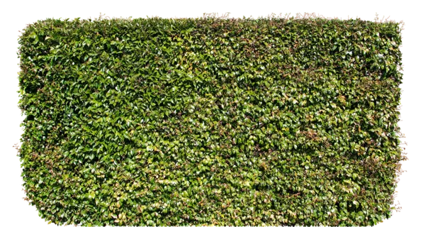 高清树木素材 免抠PSD植物素材 美术绘画园林贴图 树草灌木花草