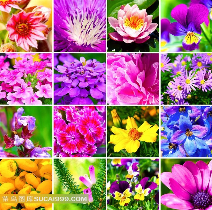 五艳六色的鲜花