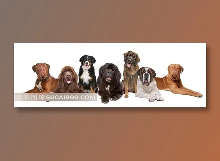 可爱狗狗宠物高清图片